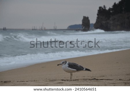 A seagull chilling on the beach Picture 2
