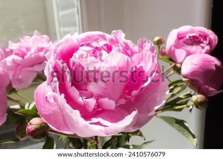 Close up pink peony flower bunch into vase on white window into light Royalty-Free Stock Photo #2410576079