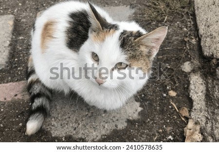 animal sweet cat dog live nature ecosystem habitat cute furry animal feather white brown yellow animal canmates ear eye nose tooth foot hand positive relax meditation frame picture background lovely 