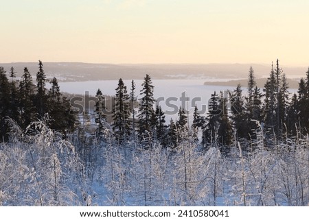 Snowy forest. Winter landscape in the forest and near lake.