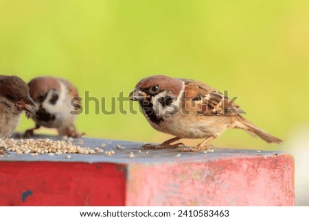 The Eurasian tree sparrow (Passer montanus) animal closeup. Burung gereja eurasia Royalty-Free Stock Photo #2410583463