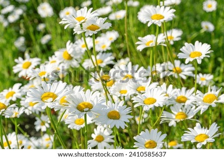 Wild daisy flowers growing on meadow, lawn, white chamomiles on green grass background. Oxeye daisy, Leucanthemum vulgare, Daisies, Common daisy, Dog daisy, Gardening concept.