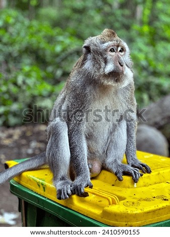 A little monkey sits on a garbage can.
