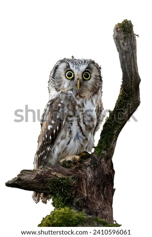 Owl isolated on white background. Boreal owl, Aegolius funereus, perched on rotten branch. Typical small owl with big yellow eyes in first morning sun rays. Known as Tengmalm's owl. Natural light.