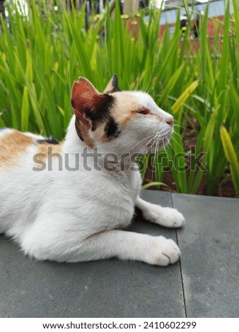 Cute cat sunbathing in the park waiting for a kind person to give him a cat snack