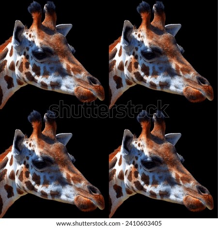 Giraffe (Giraffa camelopardalis) is an African even-toed ungulate mammal, the tallest of all extant land-living animal species, and the largest ruminant. Royalty-Free Stock Photo #2410603405