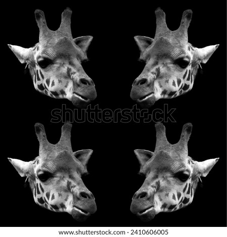 Giraffe (Giraffa camelopardalis) is an African even-toed ungulate mammal, the tallest of all extant land-living animal species, and the largest ruminant. Royalty-Free Stock Photo #2410606005
