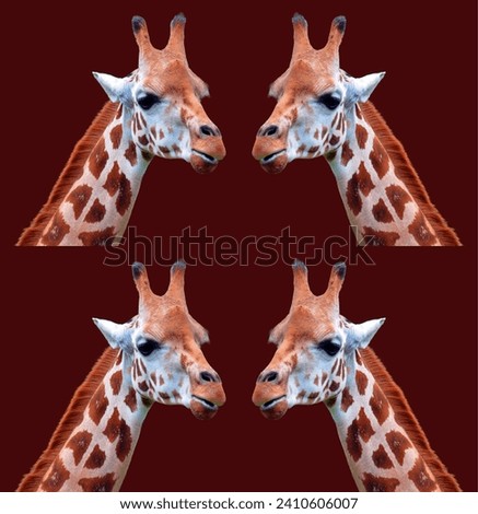 Giraffe (Giraffa camelopardalis) is an African even-toed ungulate mammal, the tallest of all extant land-living animal species, and the largest ruminant. Royalty-Free Stock Photo #2410606007