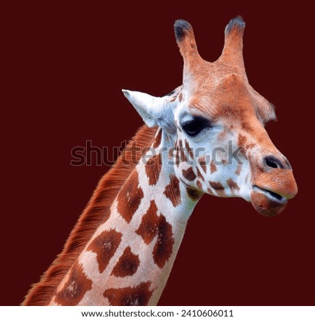 Giraffe (Giraffa camelopardalis) is an African even-toed ungulate mammal, the tallest of all extant land-living animal species, and the largest ruminant. Royalty-Free Stock Photo #2410606011