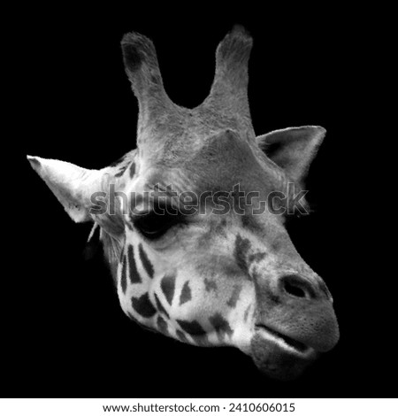 Giraffe (Giraffa camelopardalis) is an African even-toed ungulate mammal, the tallest of all extant land-living animal species, and the largest ruminant. Royalty-Free Stock Photo #2410606015