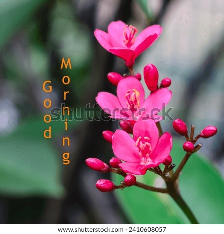 SINGAPORE-8 JAN 2024: An e-greetings "Good Morning" card using three Jatropha integerrima flowers which are commonly known as peregrina or spicy jatropha. 