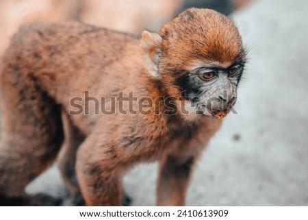 Macaque monkey in the forests of Algeria
