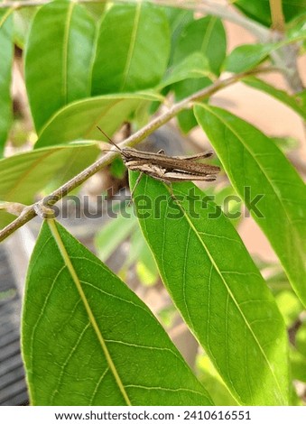 brown grasshoppers perched on the leaves of the longan tree.


