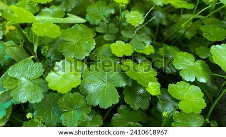 a small wild plant with round, single-stemmed leaves in a yard that is quite beautiful and cool
