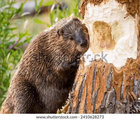 A large brown beaver with its sharp teeth nibbles a large tree trunk for the construction of a dam Royalty-Free Stock Photo #2410628273