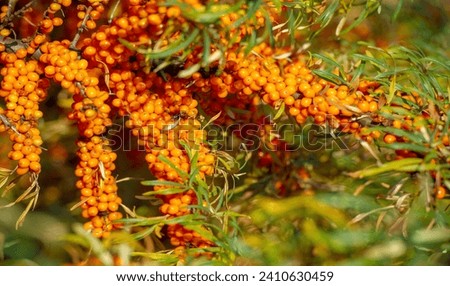 Sea buckthorn contains vitamins A, B1, B2, B6, C and other active ingredients. It may have some activity against stomach and intestinal ulcers and heartburn symptoms. Royalty-Free Stock Photo #2410630459