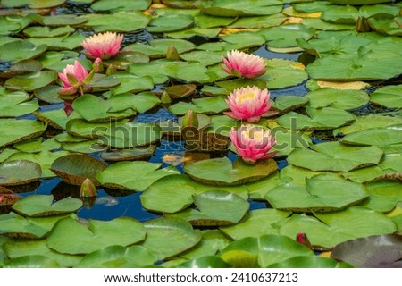 Lotus. Nelumbo. Nymphaeaceae. Water lily. Delicate petals dance on a calm surface, and bright water lilies whisper the secrets of love. Nature Elegance Love Among The Lilies