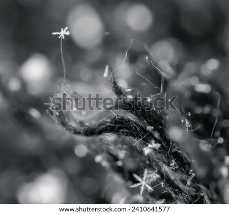 Snowflakes balancing on fibers of a winter hat with bokeh blurred background macro photography one of a kind single shot photo no image stacking