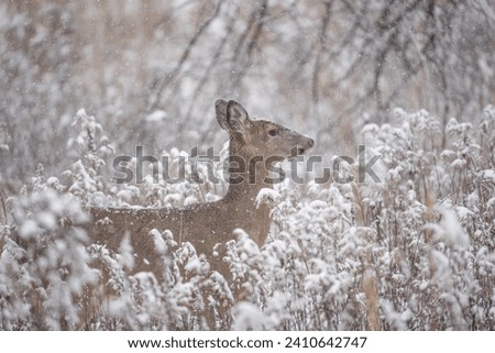 Female White-tailed deer (Odocoileus virginianus) stands in field on snowy winter day.