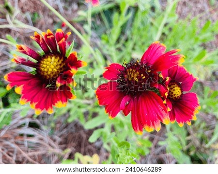 Blooming outdoor floral image plant