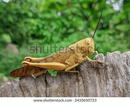 Brown grasshoppers on dry wood in plantation areas
