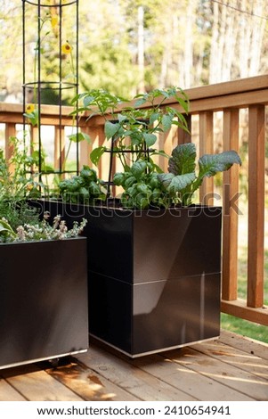 Herbs and vegetables grow in black metal planters on a sunny patio, creating a garden in a small space.   Royalty-Free Stock Photo #2410654941