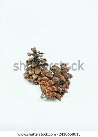 Picked acorns on a white background