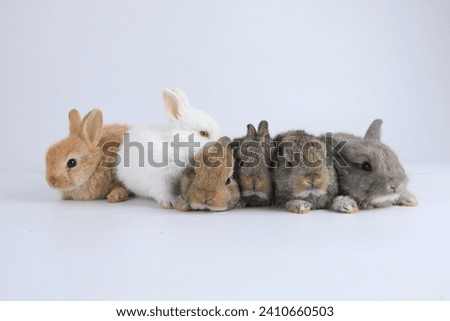 Group of healthy Lovely bunny easter fluffy rabbits, Many color baby rabbit on posing on white background. The Easter hares. Close - up of a rabbit. Symbol of easter day animal. Royalty-Free Stock Photo #2410660503