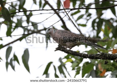 Spotted dove on tree branch, Munnar