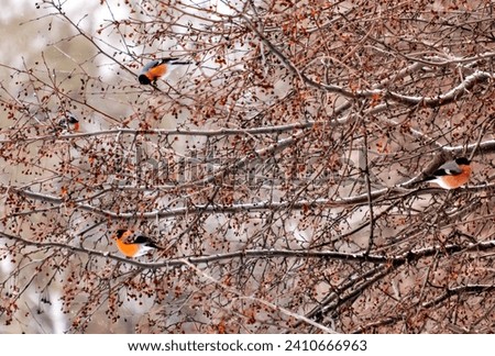 Bullfinches on the branches of a tree with berries on a winter day.