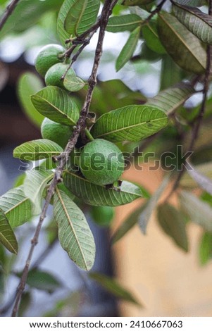 Some beautiful pictures of guava fruit and leaves