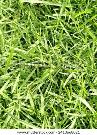 This picture of grass taken in the morning can be a beautiful background