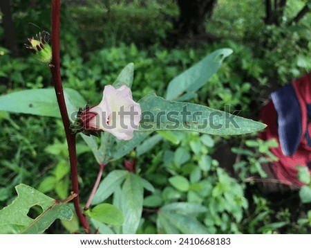 Beautiful Red Roselle Flower (Jamaica sorrel, Rozelle or hibiscus sabdariffa). Royalty-Free Stock Photo #2410668183