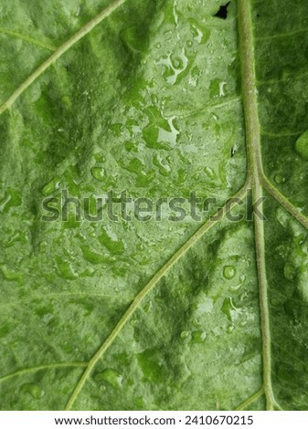 A picture of eggplant leaves taken in the morning after last night's rain can be a beautiful background