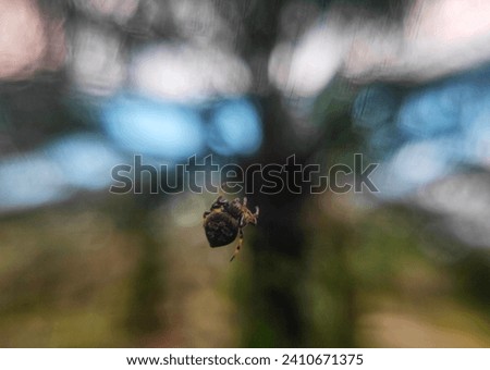 macro photography backgroud of a little spider named araneus ventricosus. it so esay to find in palm oil agriculture. this picture captured at 10th january 2024 in Bangka Island, Indonesia.