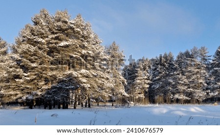 Forest winter landscape with snow-covered pine trees Royalty-Free Stock Photo #2410676579