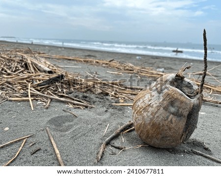 Coconuts on the beach, Cijin