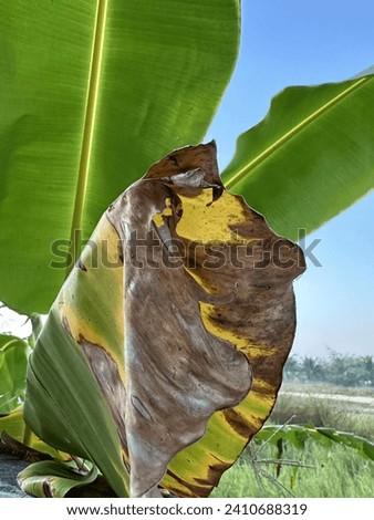 Close up photo of banana leaves are heated until they become yellow ,dry and crisp on banana trees