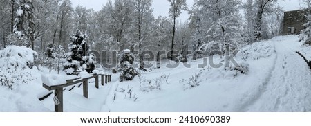 snowy day in the forest