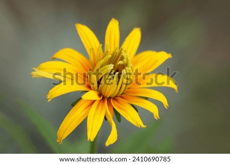 Rudbeckia bicolor. Yellow and orange black-eyed or African daisy flower with green background. Rudbeckia hirta. Black-eyed Susan.  Orange gardens daisy. Flower of Rudbeckia fulgida. Yellow flower