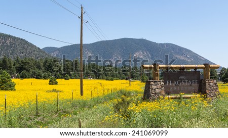 Entering sign Flagstaff in a mountain landscape with yellow flowers Royalty-Free Stock Photo #241069099