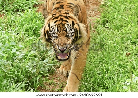 Sumatran tigers walk around while roaring