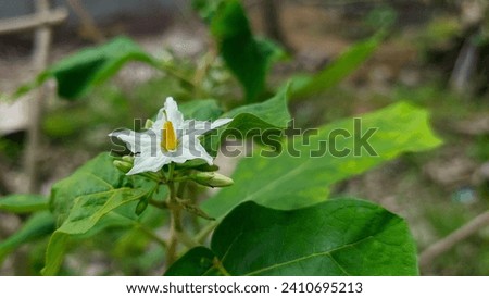 The Carolina horsenettle (Solanum carolinense) is a perennial herbaceous plant. All parts of the plant are poisonous. Ingestion of the berries can cause death. Seen as a wild flower in Singapore.