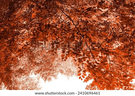 Deciduous trees in botanical park, natural background for text, orange, brown and red scene, colored photo