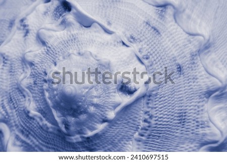 sea snail shell, macro photo