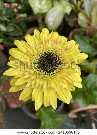 Transvaal daisy,Gerbera L. is a genus of plants in the Asteraceae family.