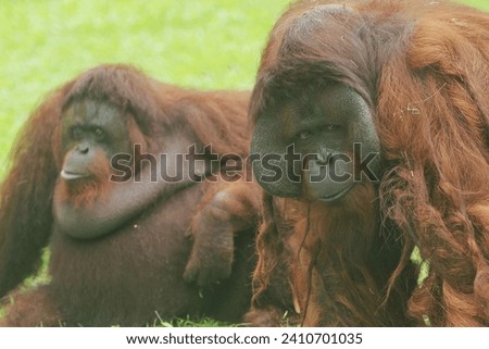 a pair of orangutans sitting on the grass