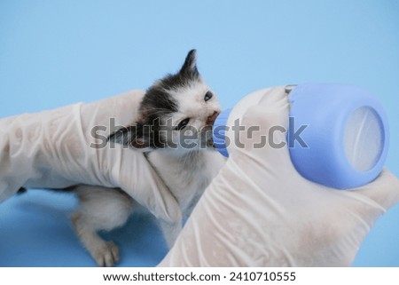 Small hungry street kitten sucking milk from bottle on blue background. Helping homeless animals concept.