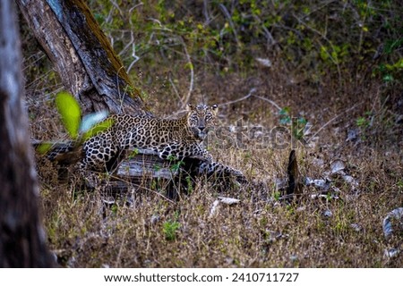Indian Wild Leopard relaxing on wood inside forest