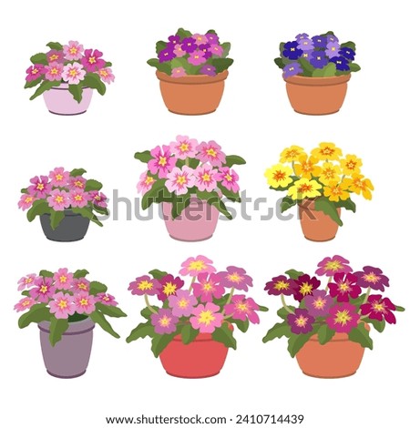 Houseplants in pots. Set of flowerpots with Violets and primroses. Isometric home plant pot icon isolated on white background. Flower pot with brightly colored flowers. 3D vector illustration. Royalty-Free Stock Photo #2410714439